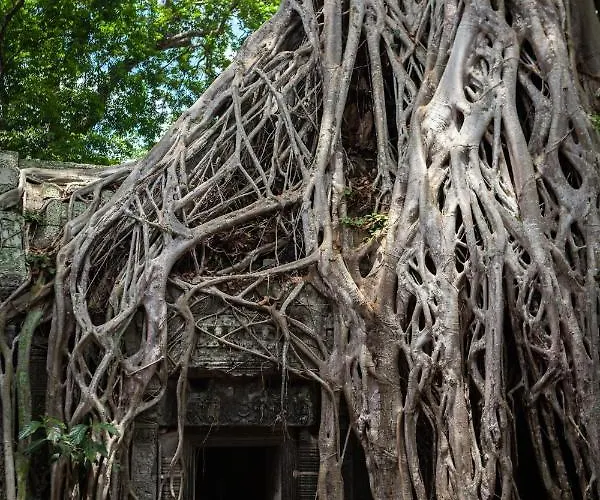 Treetop Bungalows Siem Reap